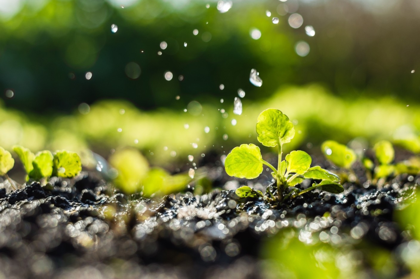 ABIM: Annual Biocontrol Industry Meeting 2026