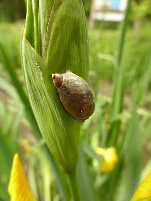 Understanding Nickel’s Ecological Impact on Pond Snails